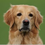 13147455_1705071696447218_863546040102845559_o