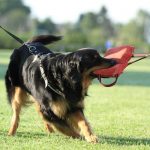 13641021_1292122360813141_7309296032964810902_o