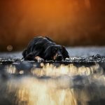 perliniaphotography-hovi-web