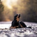 susannewittwer-hovawart-web