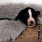 Port. 05.11 blau_3HP