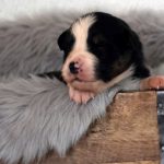 Port. 05.11 grün_3HP