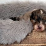 Port. 05.11 rosa_1HP