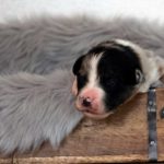 Port.05.11 braun_10HP