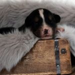 Port.05.11 braun_2HP